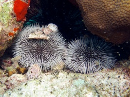 West India Sea Eggs IMG 3138